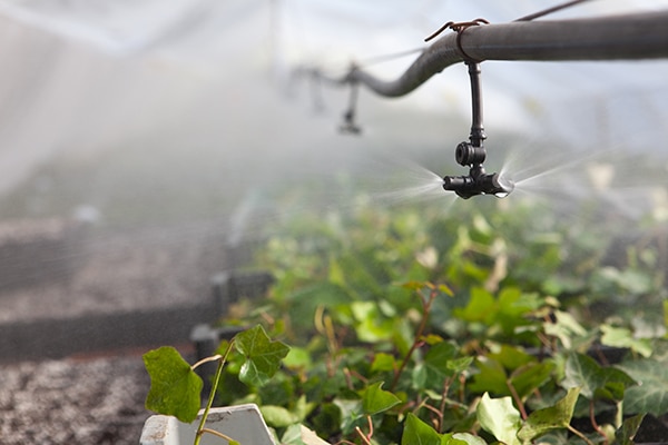 Greenhouse irrigation and outdoor row-crop irrigation Billede af vanding i drivhuse og udendørs vanding af rækkeafgrøder