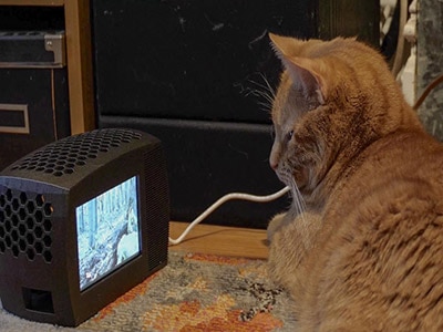 Cat TV with Raspberry Pi