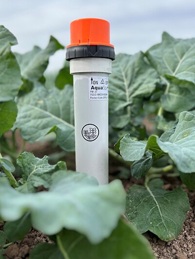 Image of AquaSpy probe monitoring the soil in a broccoli field