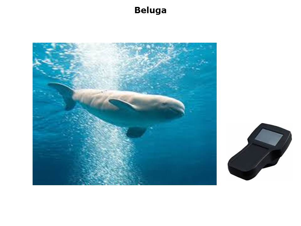 Beluga-Slide2