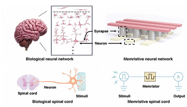 Image of What if Computers Could Think Like Brains, Down to the Hardware Level?